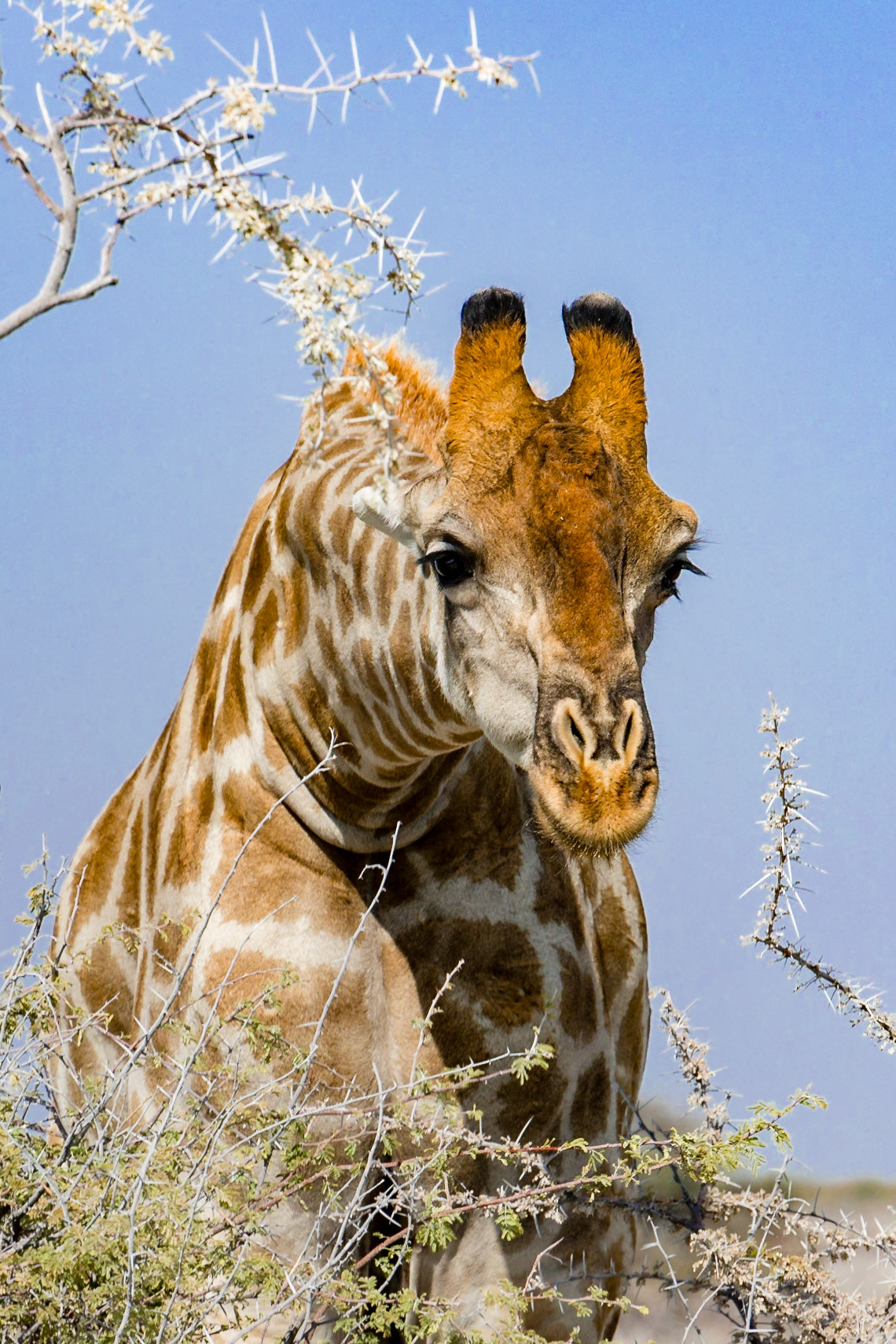 Giraffe