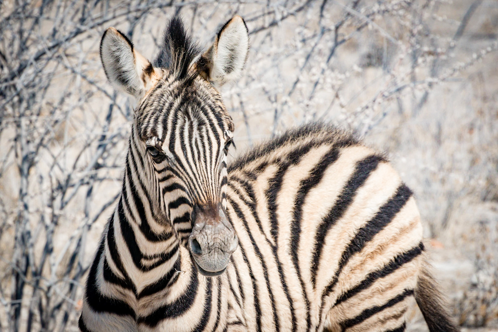Zebra