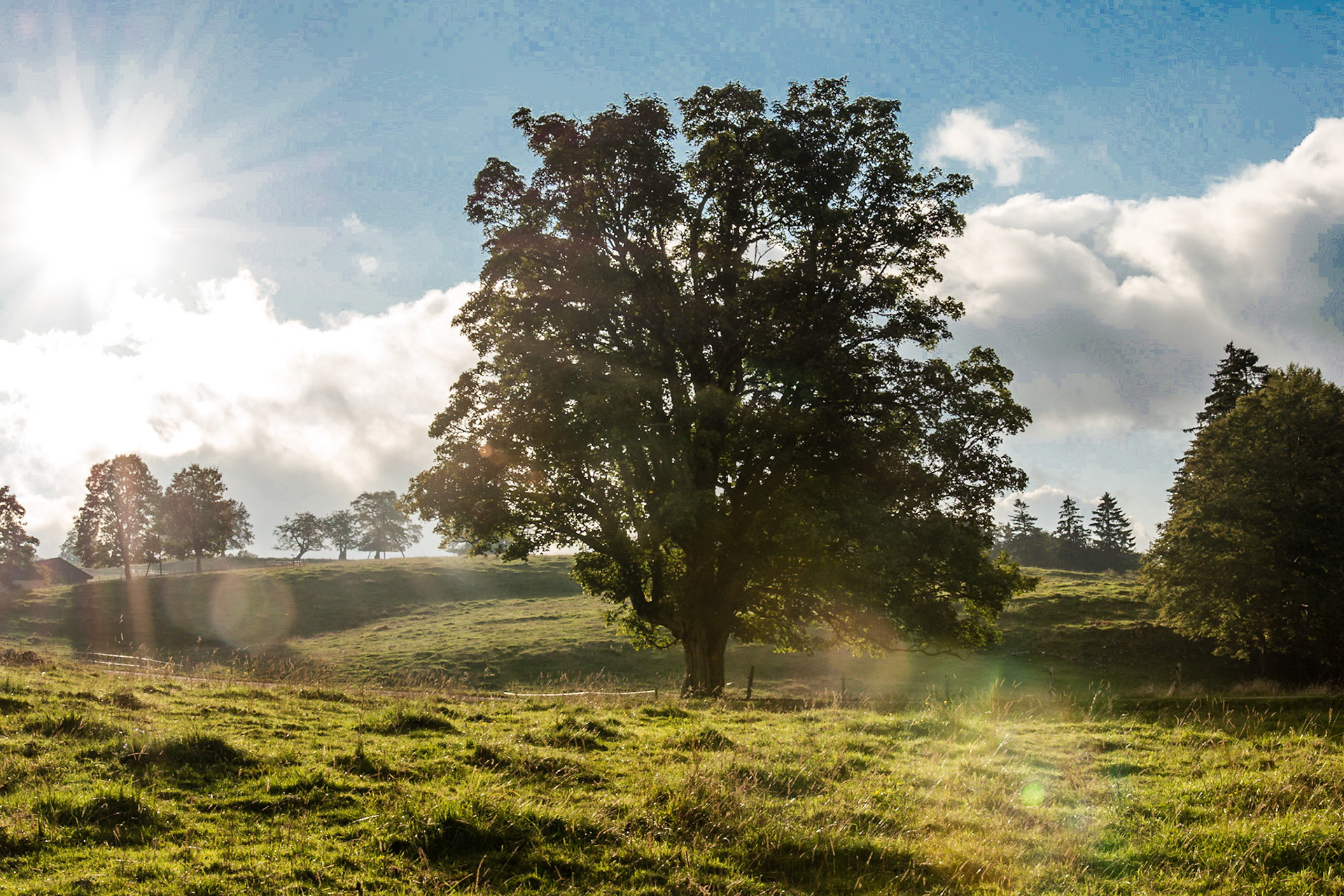 Jurahügelkette mit Baum
