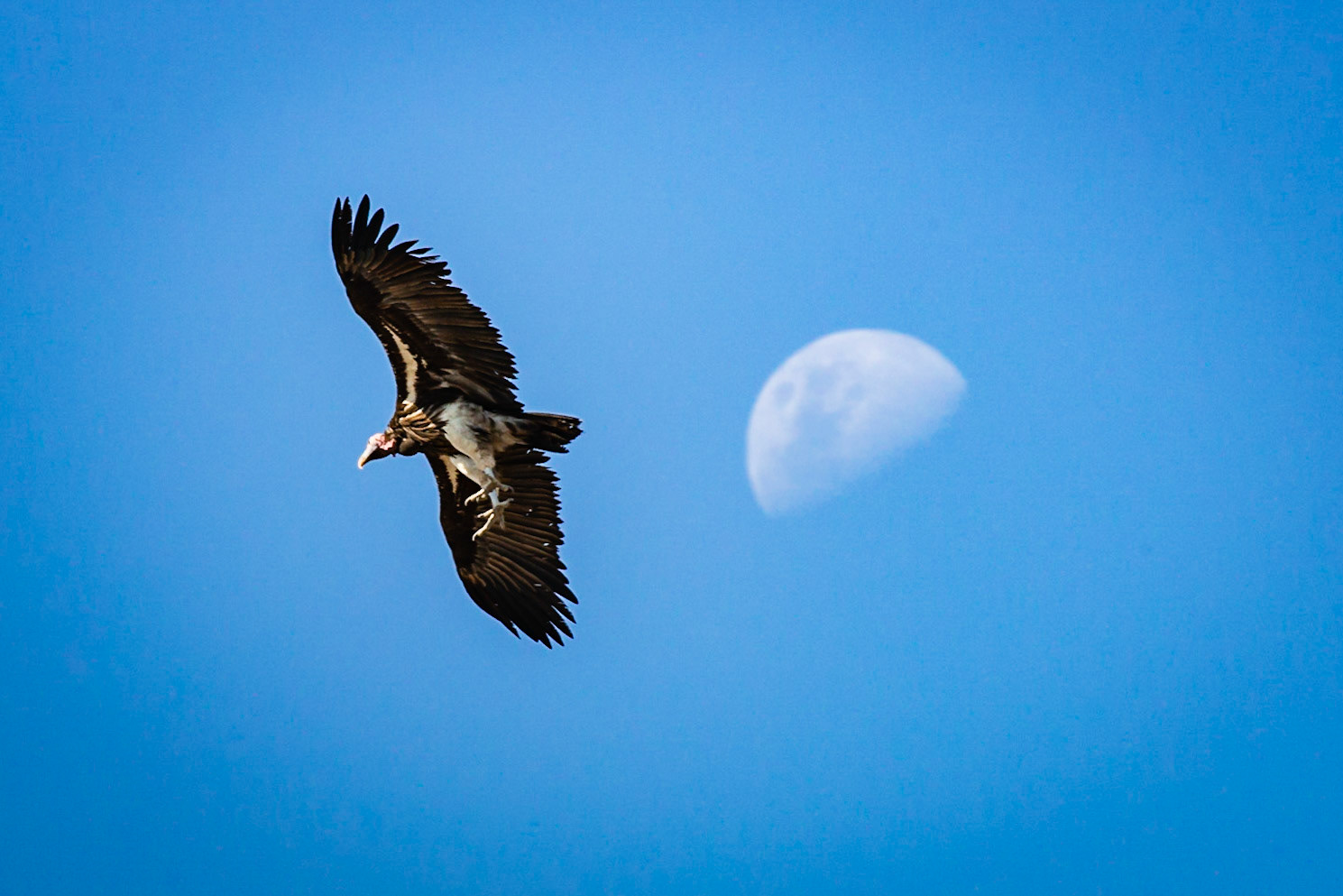 Fly to the moon