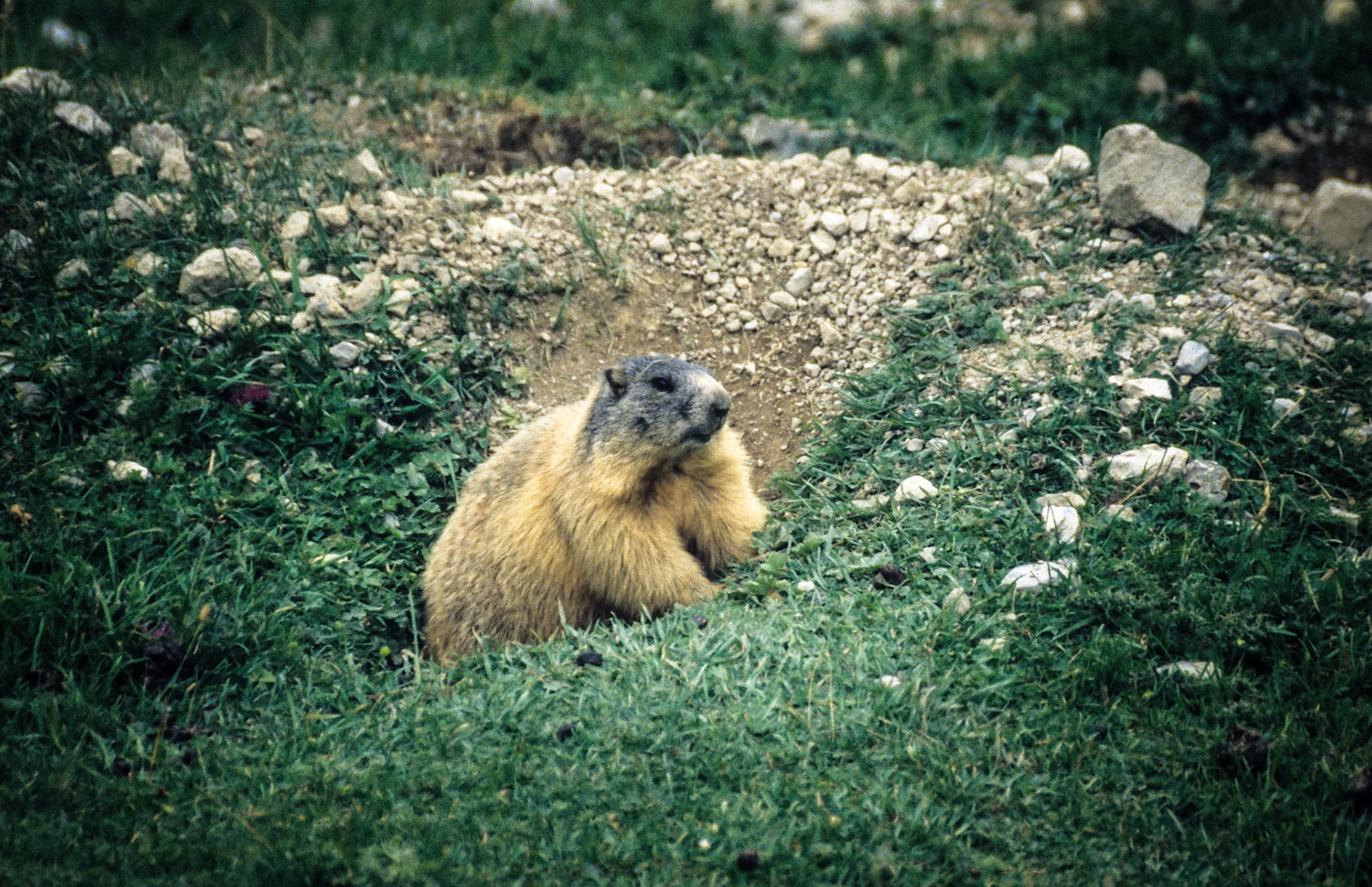 Murmel