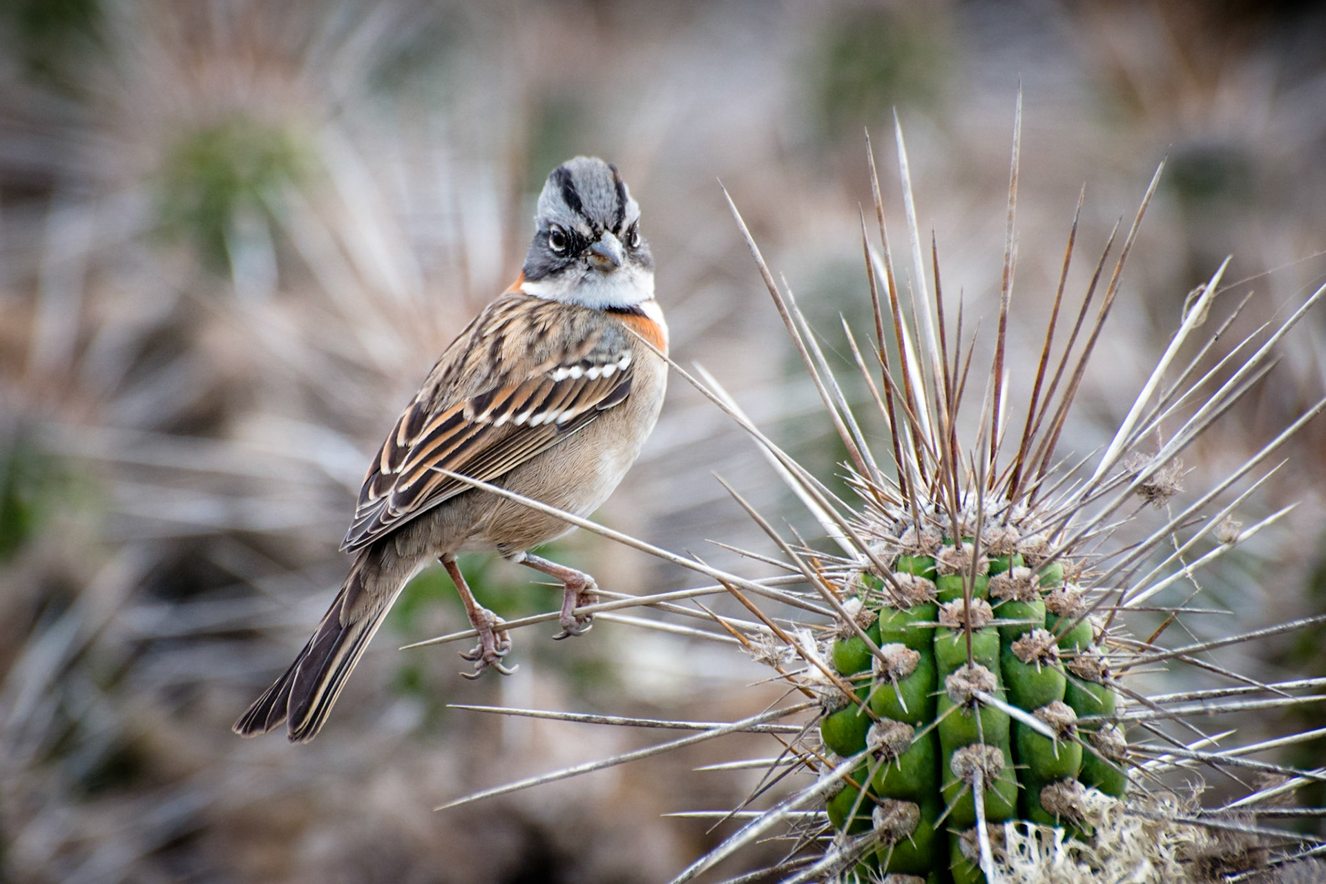 Chile Punta de Chorros