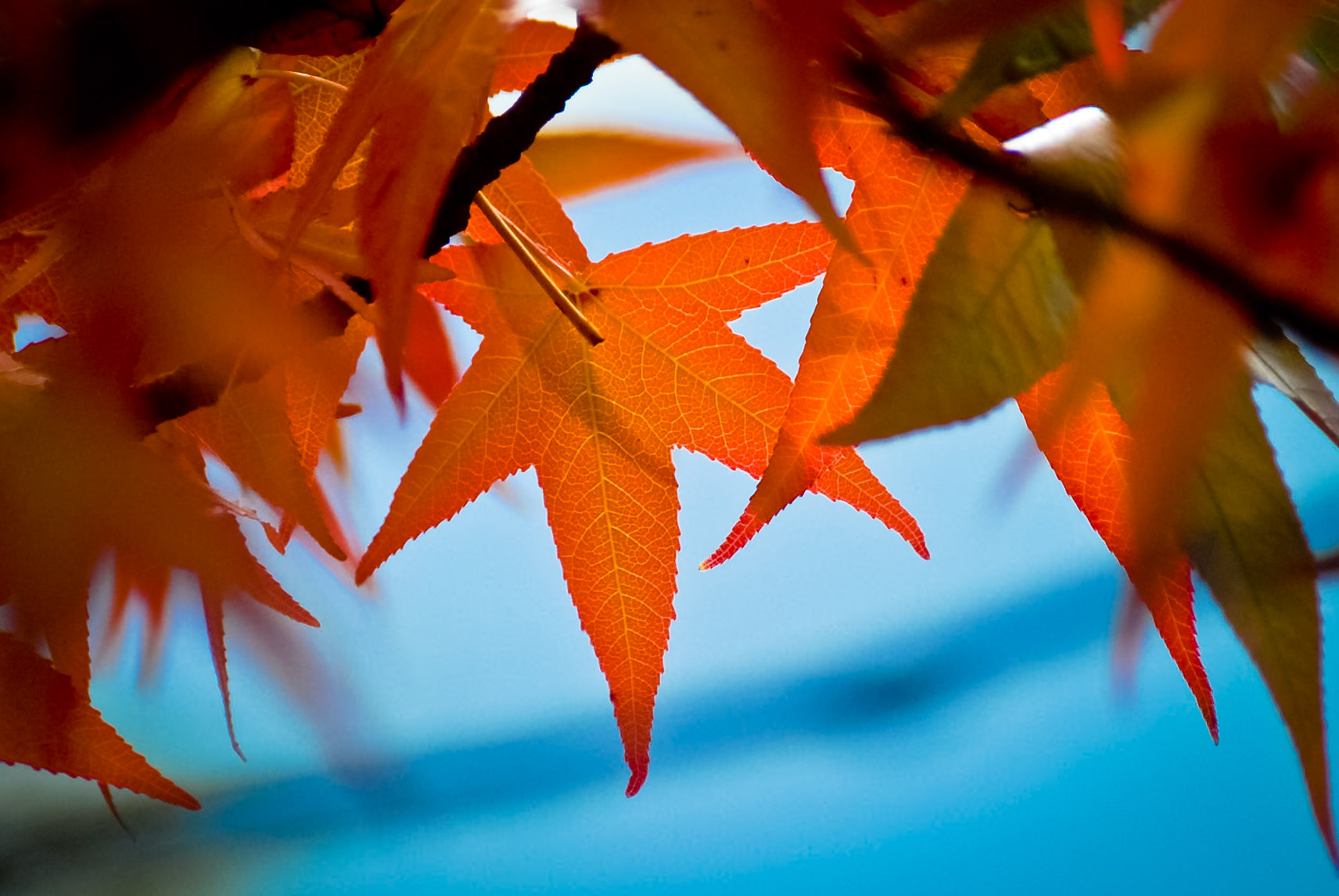 Rote Blätter am Himmel