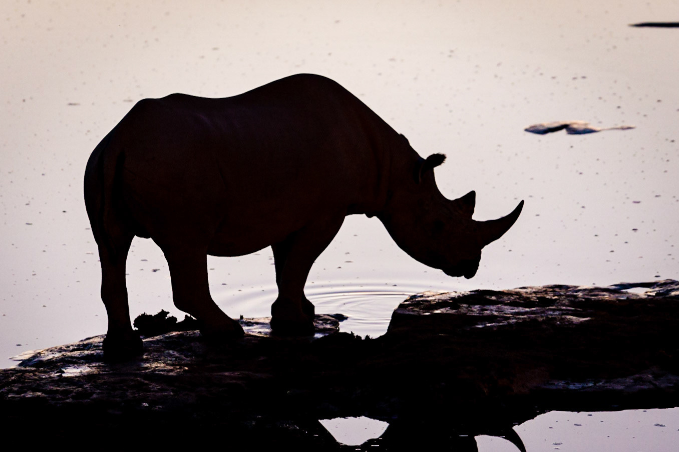 Nashorn