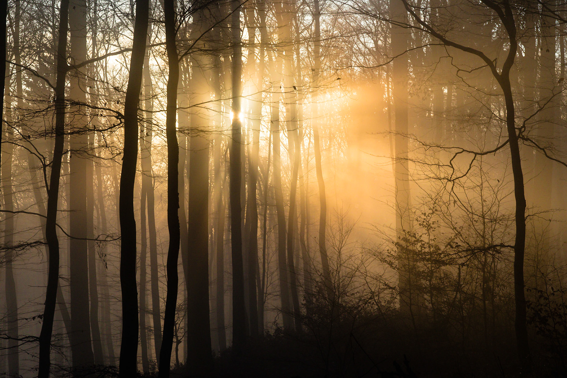 Magisches Licht im Januarwald