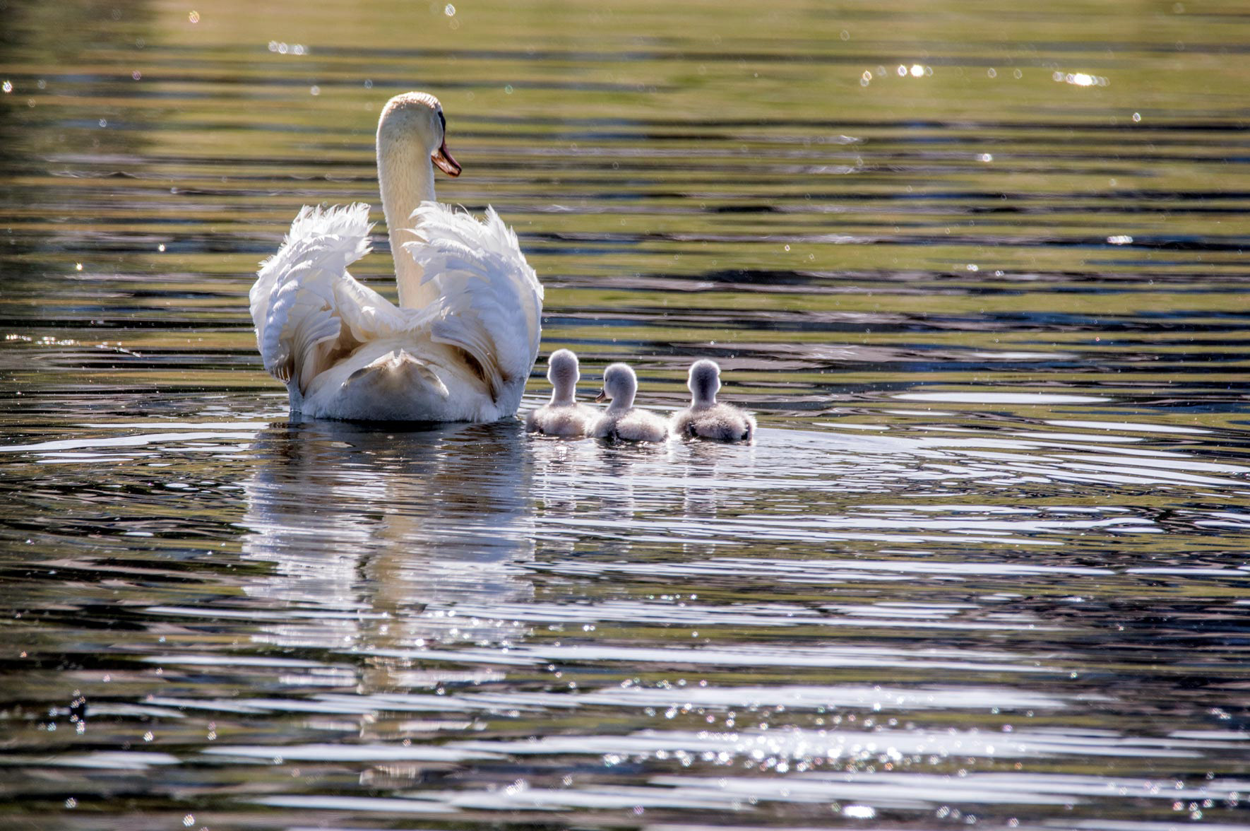 Swan II
