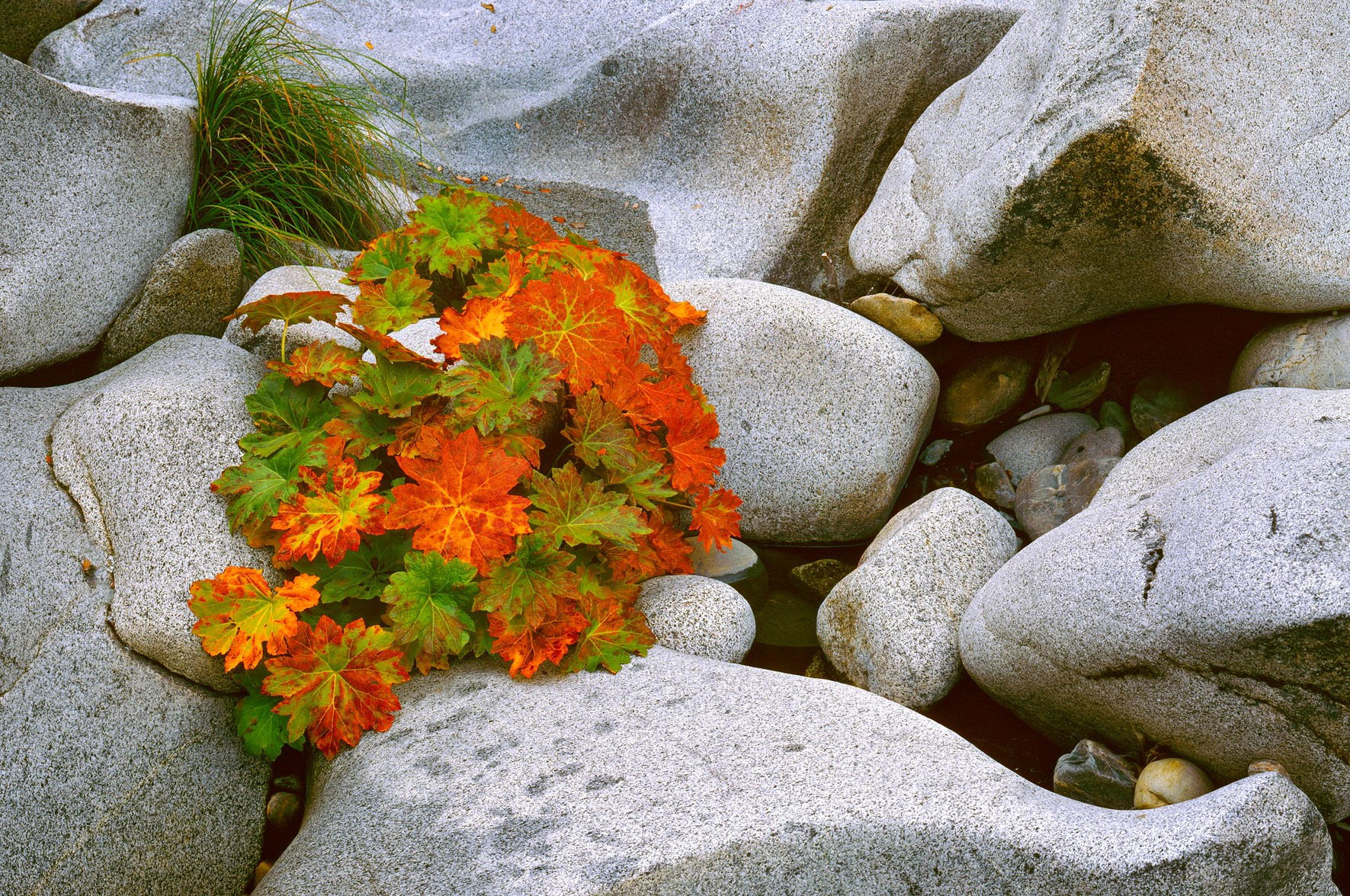 Cosumnes River Fall I