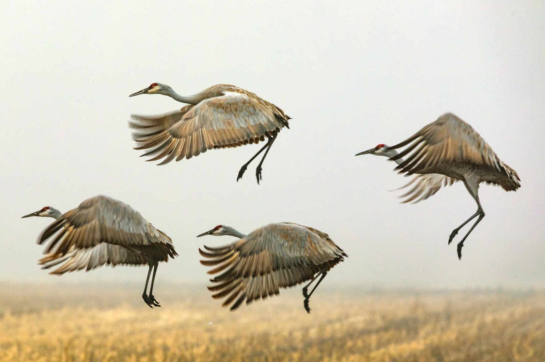 Cosumnes River Preserve Sand Hill Cranes