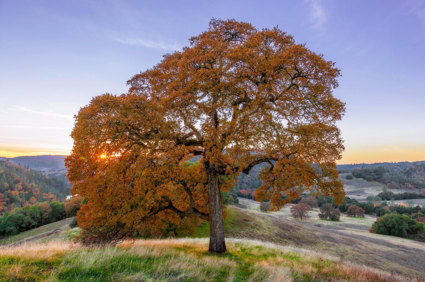 Cronan Ranch Oak I