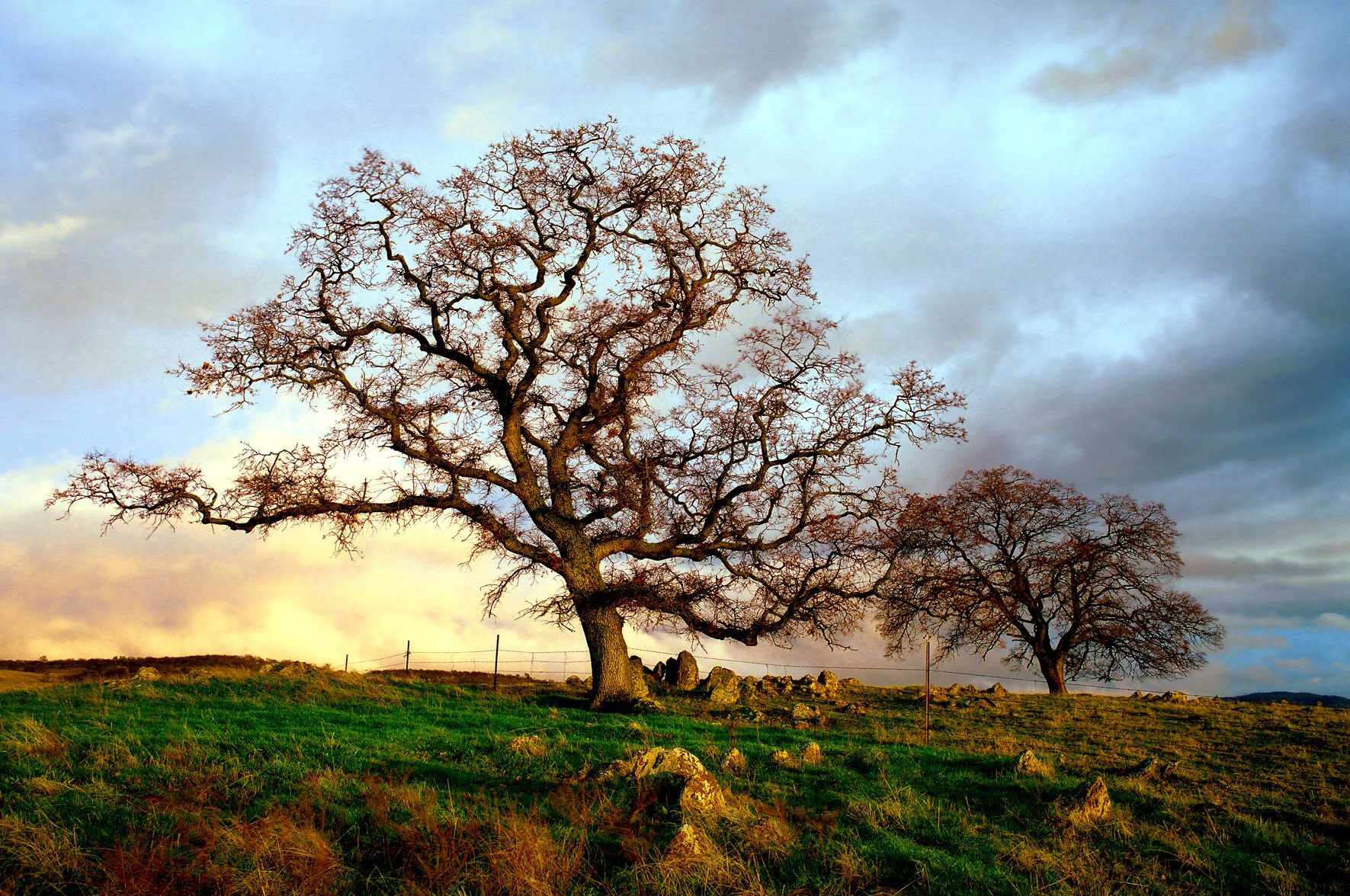 Latrobe Road Trees