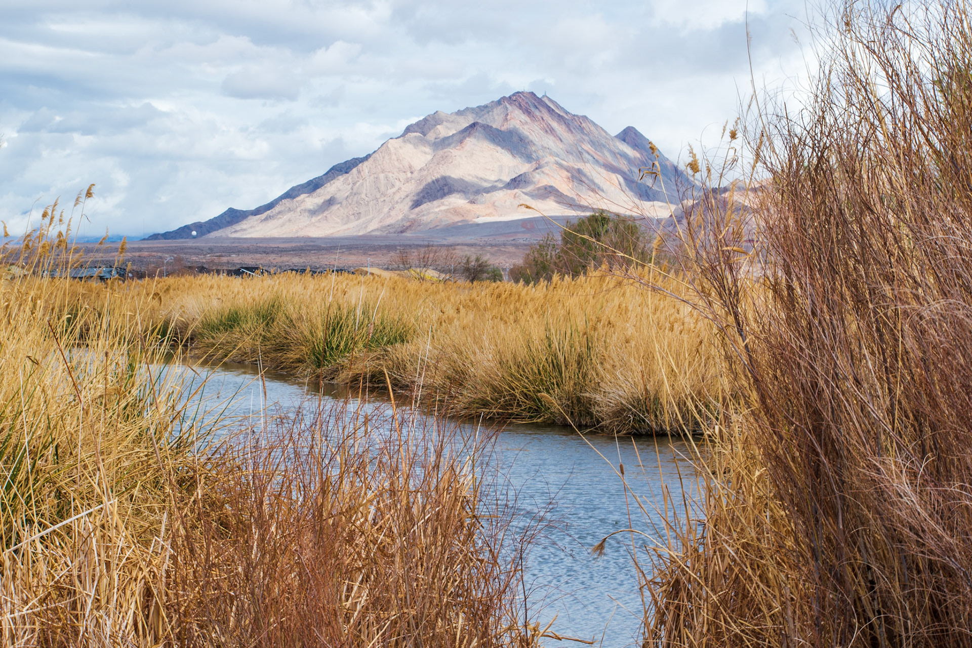 Henderson Bird Preserve, Nevada