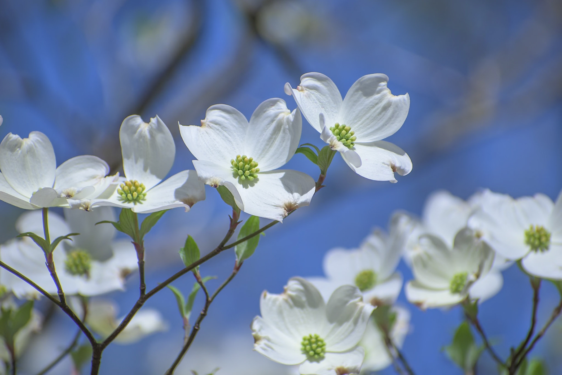 Dogwood