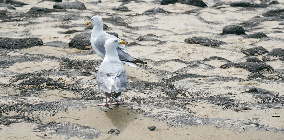 Unterwegs in der Provinz Zeeland