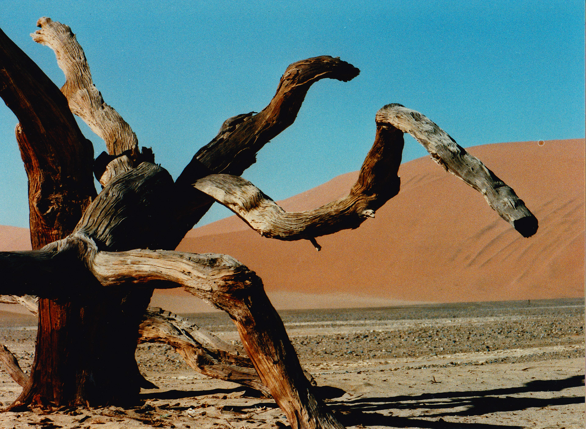 Fotografie Analog