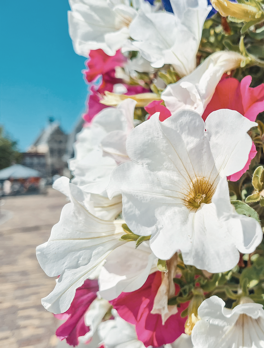 Unterwegs in der Provinz Zeeland