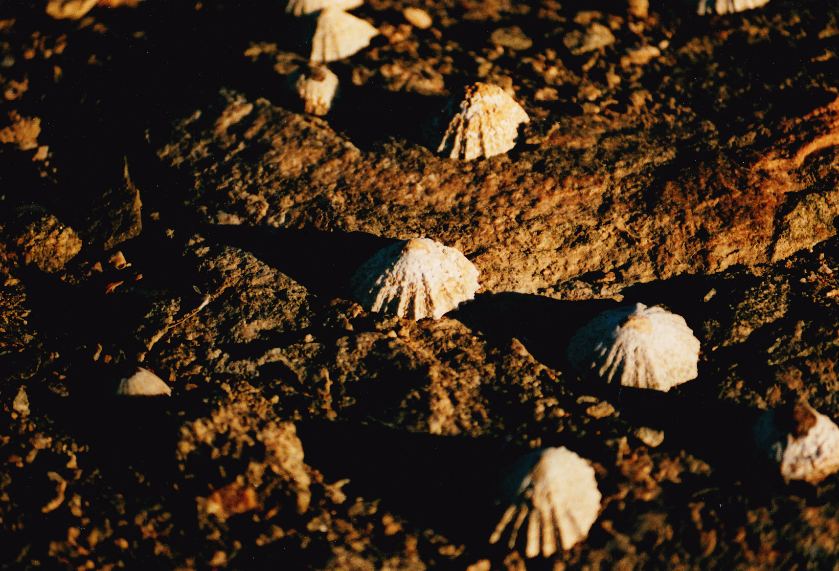 Fotografie Analog