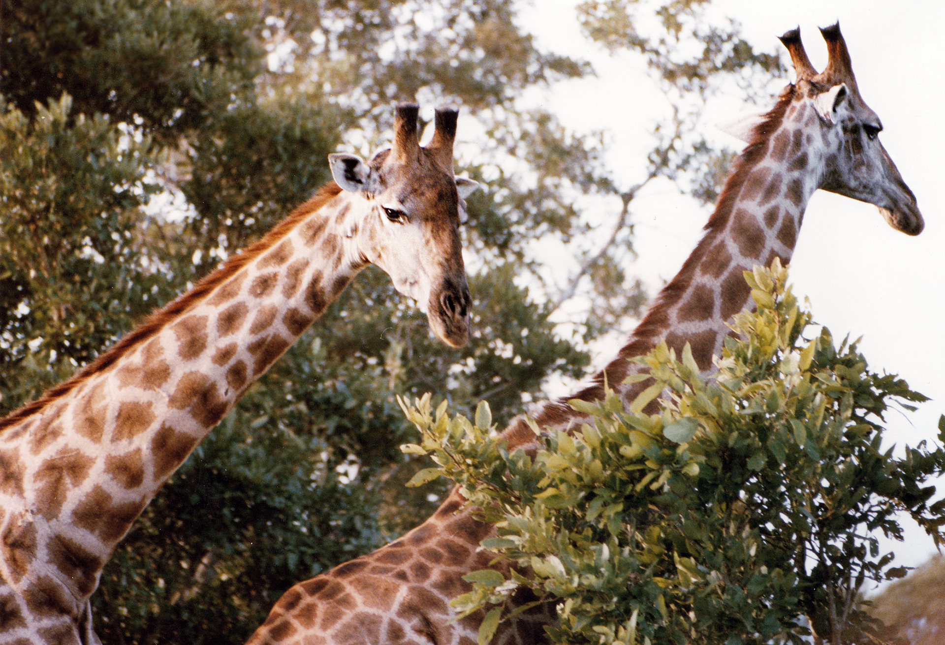 South Africa