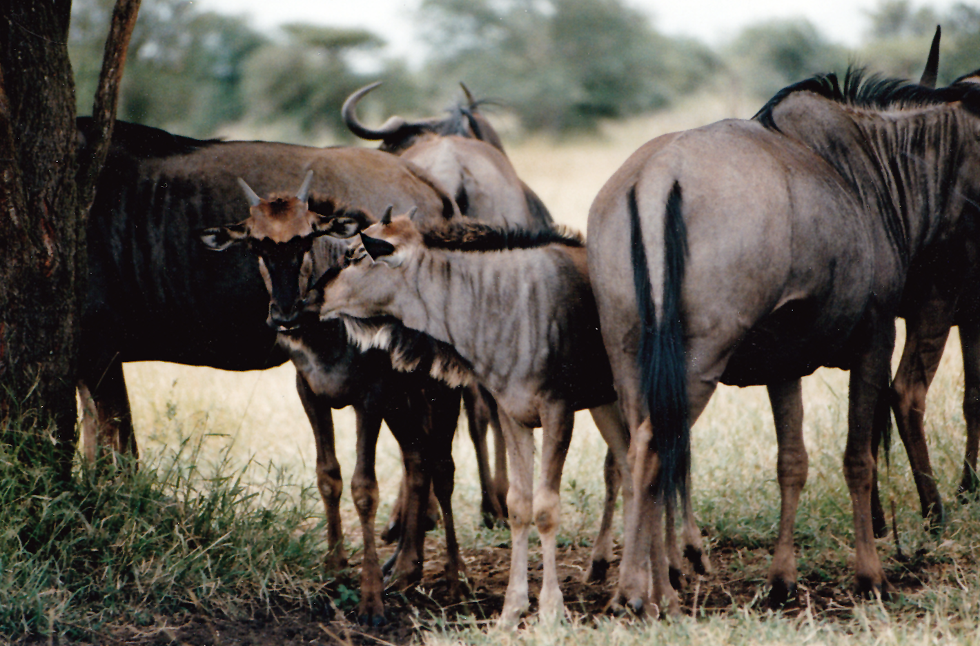 South Africa