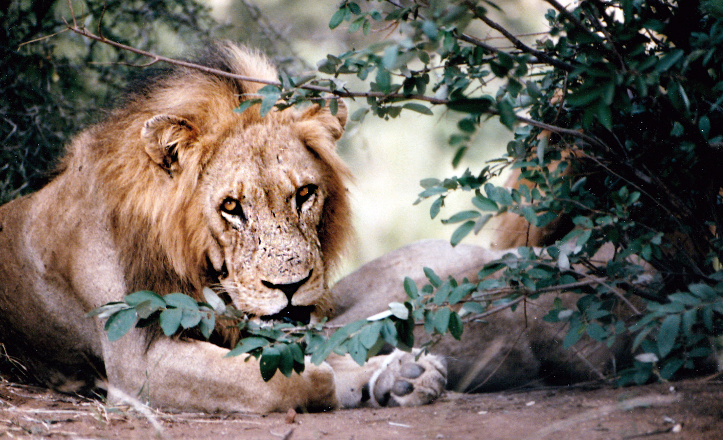 South Africa