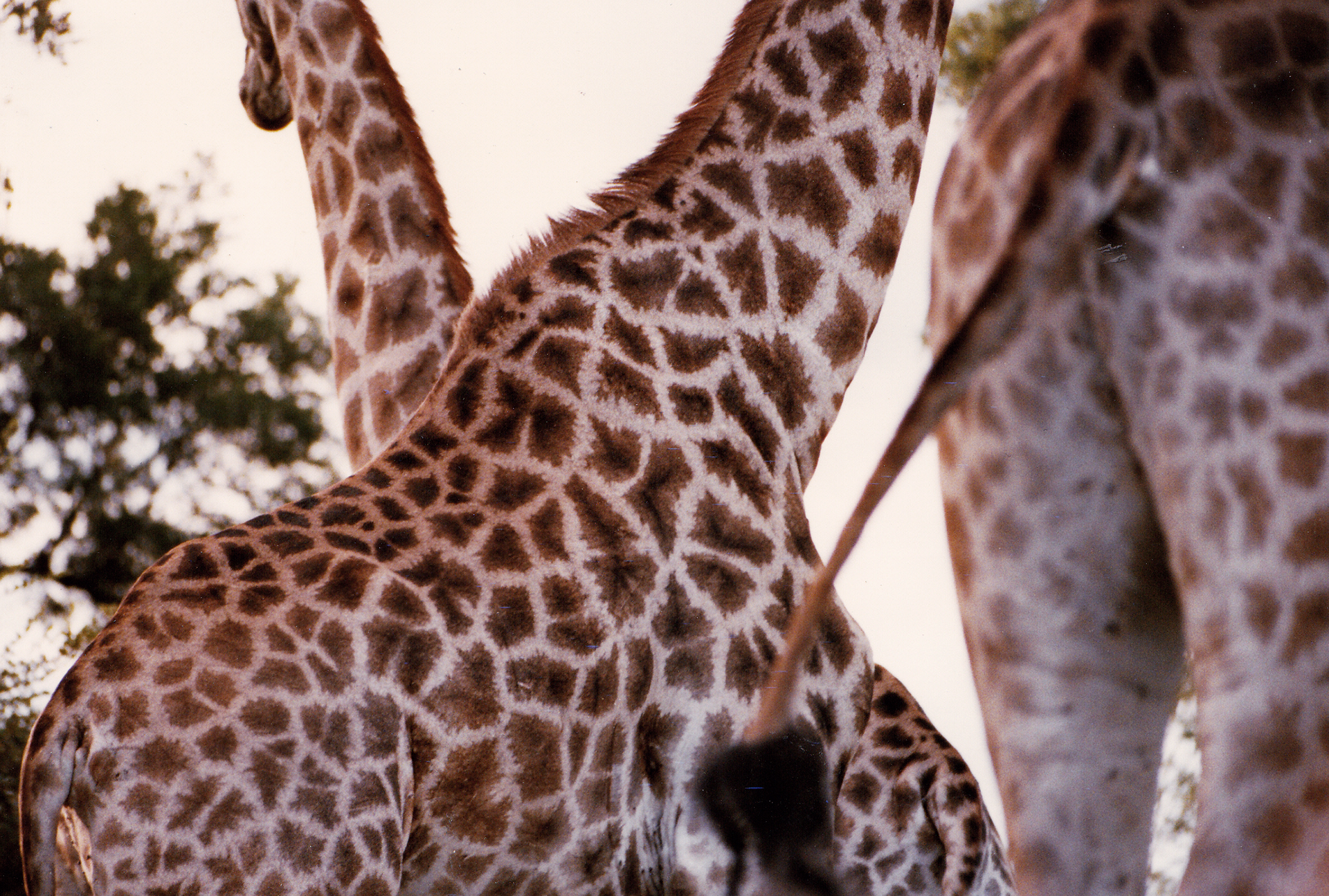 South Africa