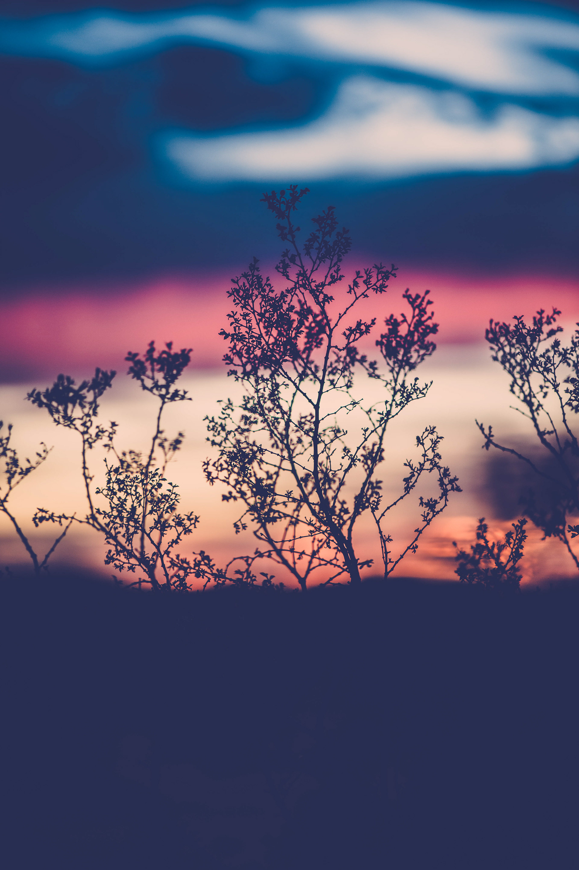 JOSHUA TREE