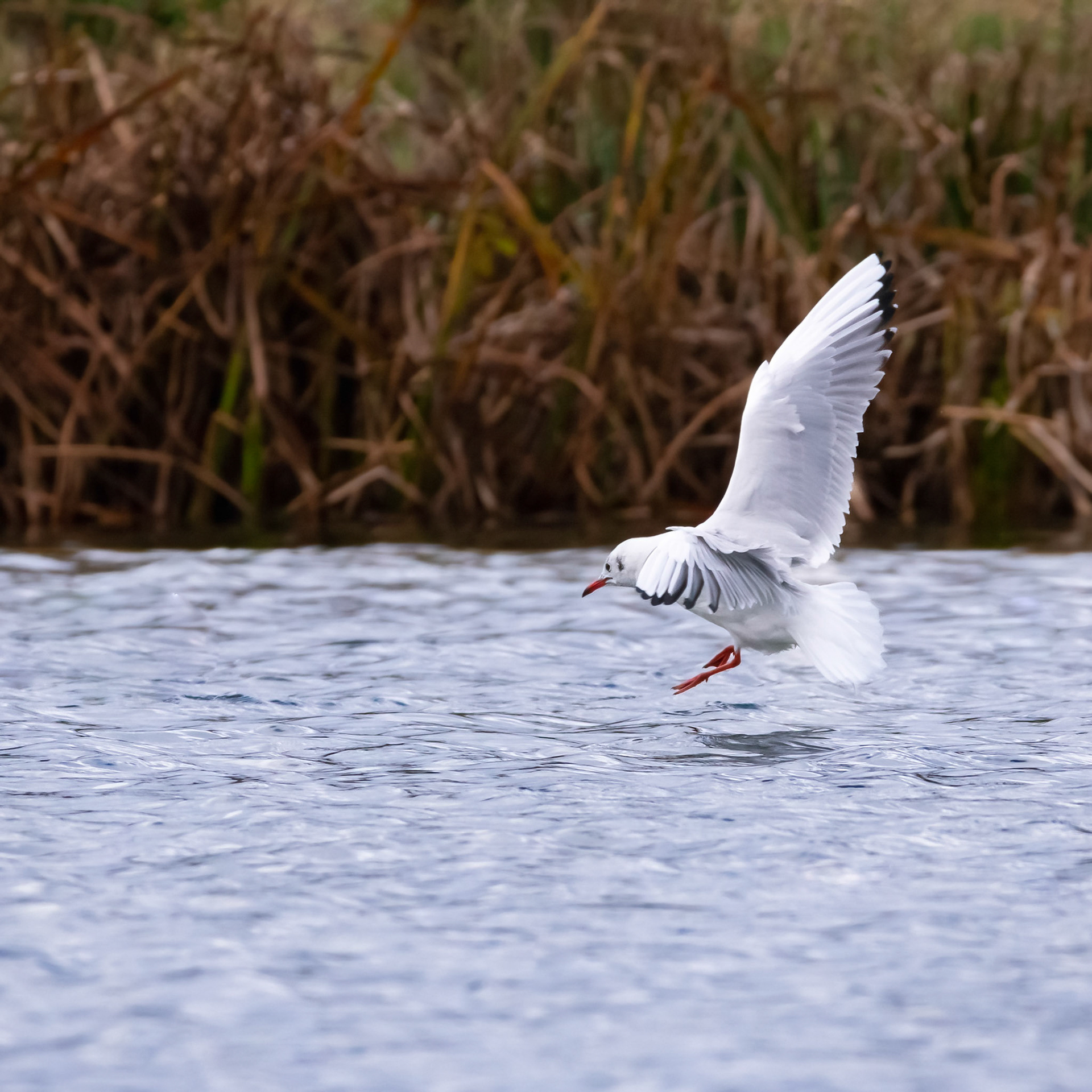 Black-headed gull (nonbreeding)