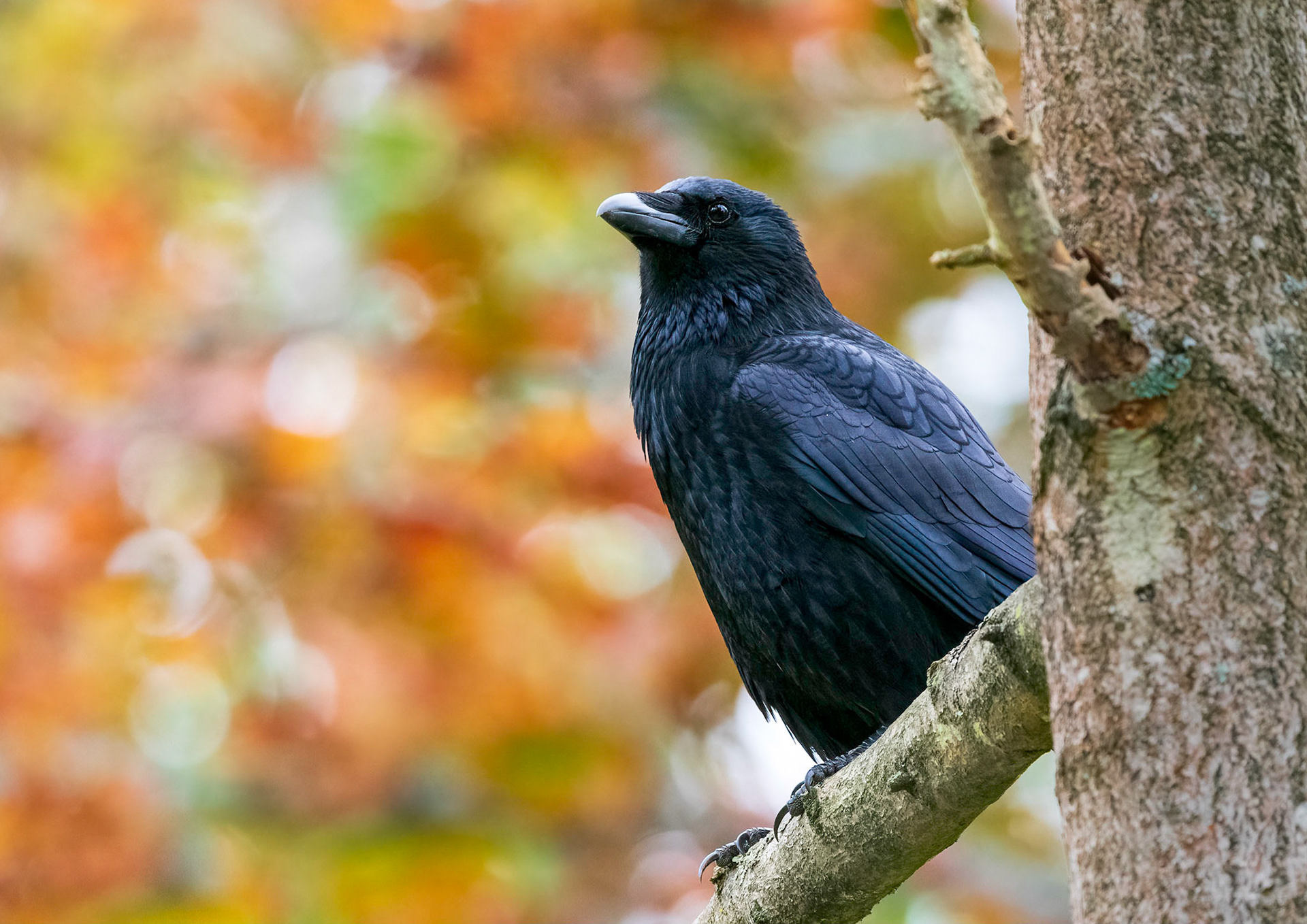 Crow