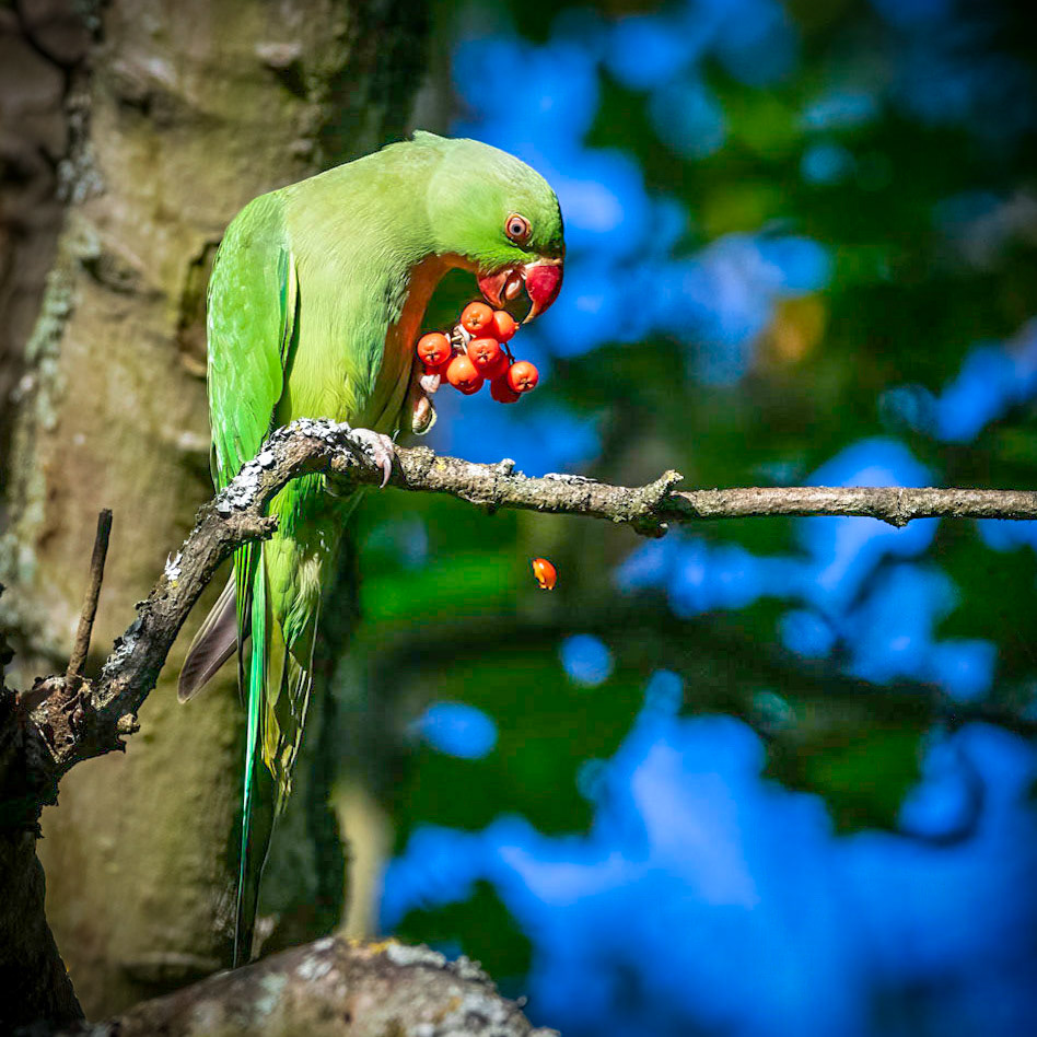 Ring-necked Parakeet
