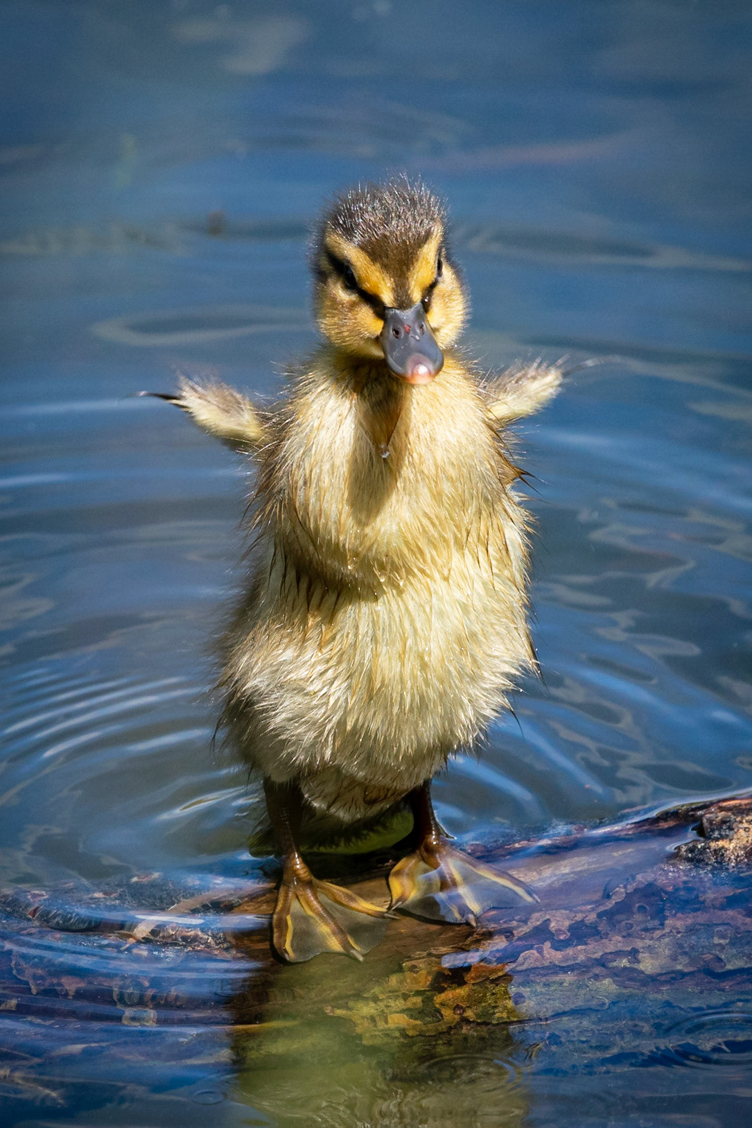 Duckling