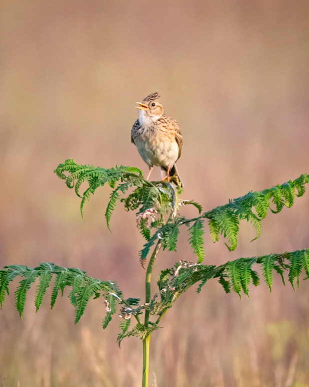 Skylark