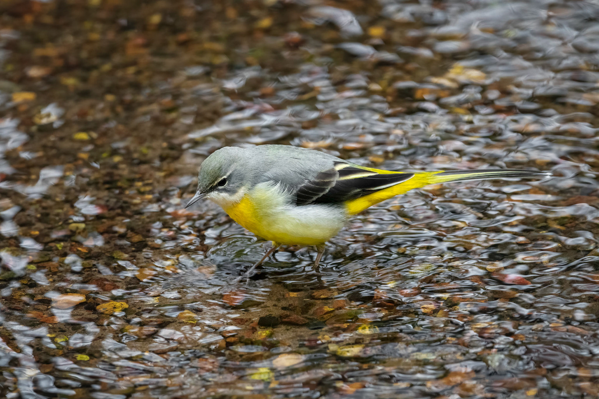 Grey Wagtail