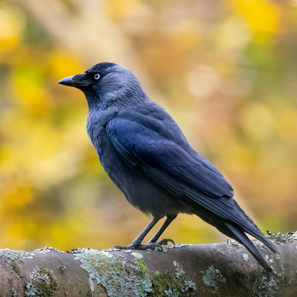 Crow