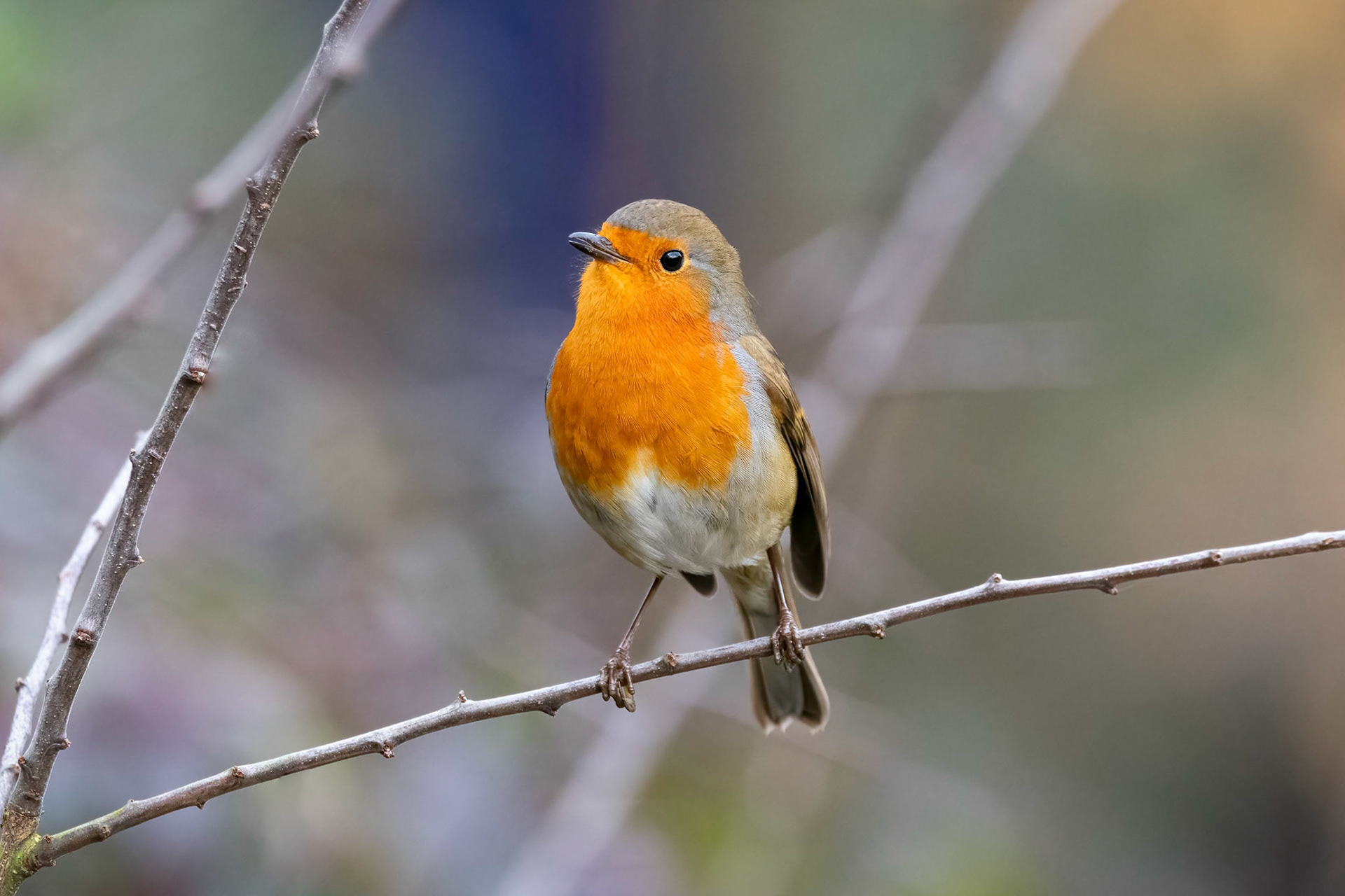 Robin