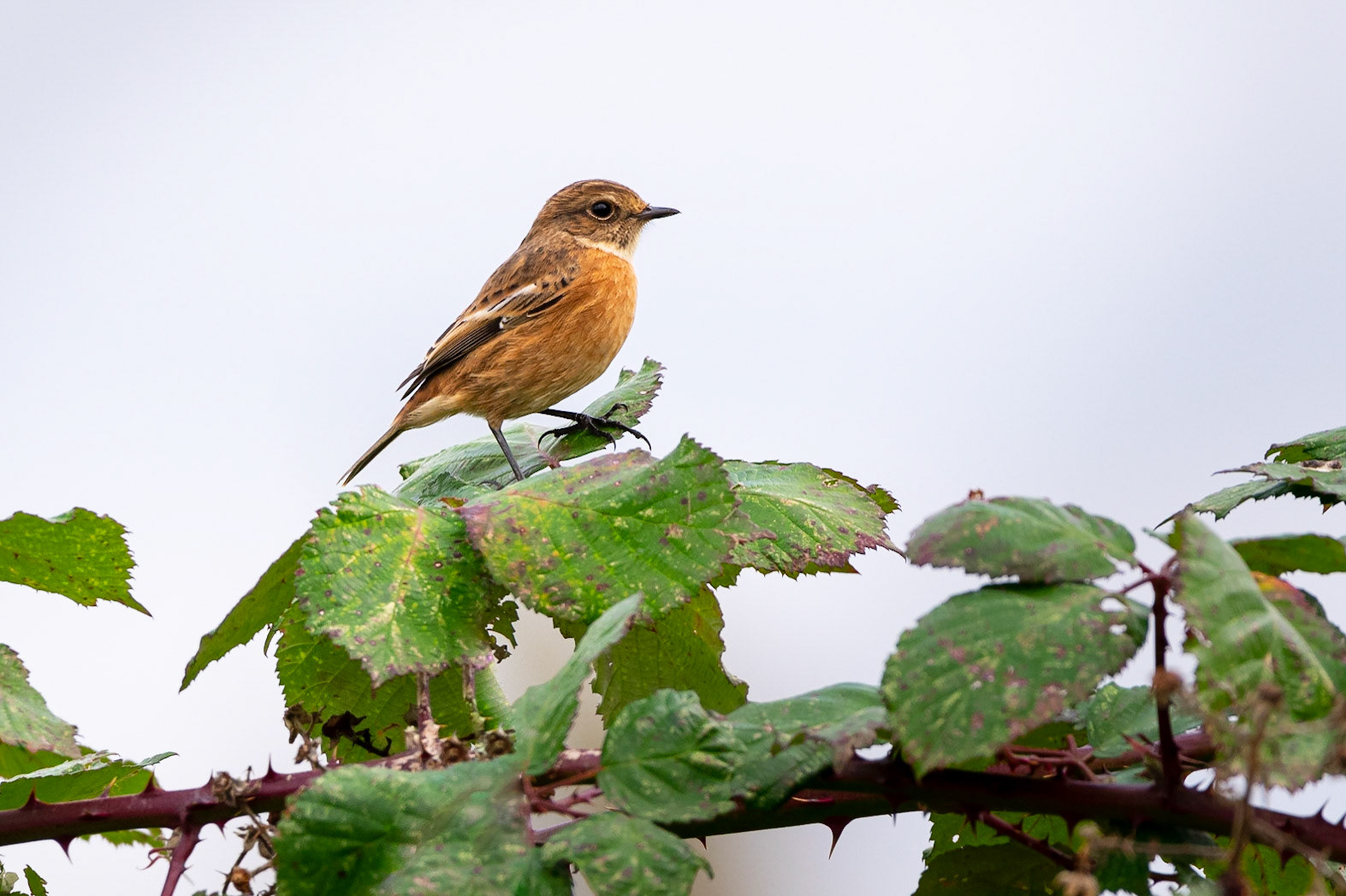 European Stonechat
