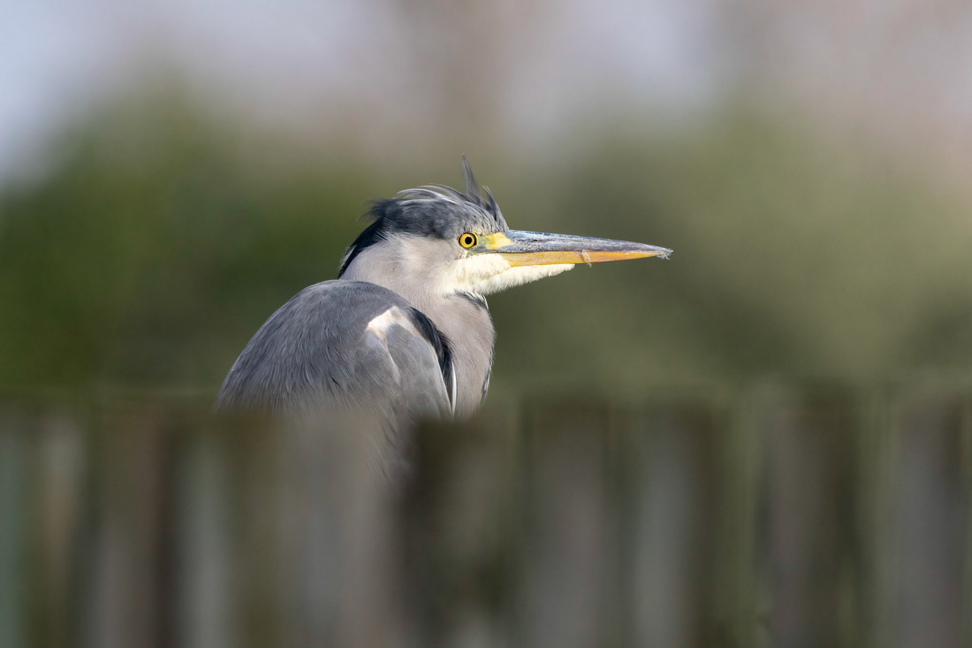 Grey Heron