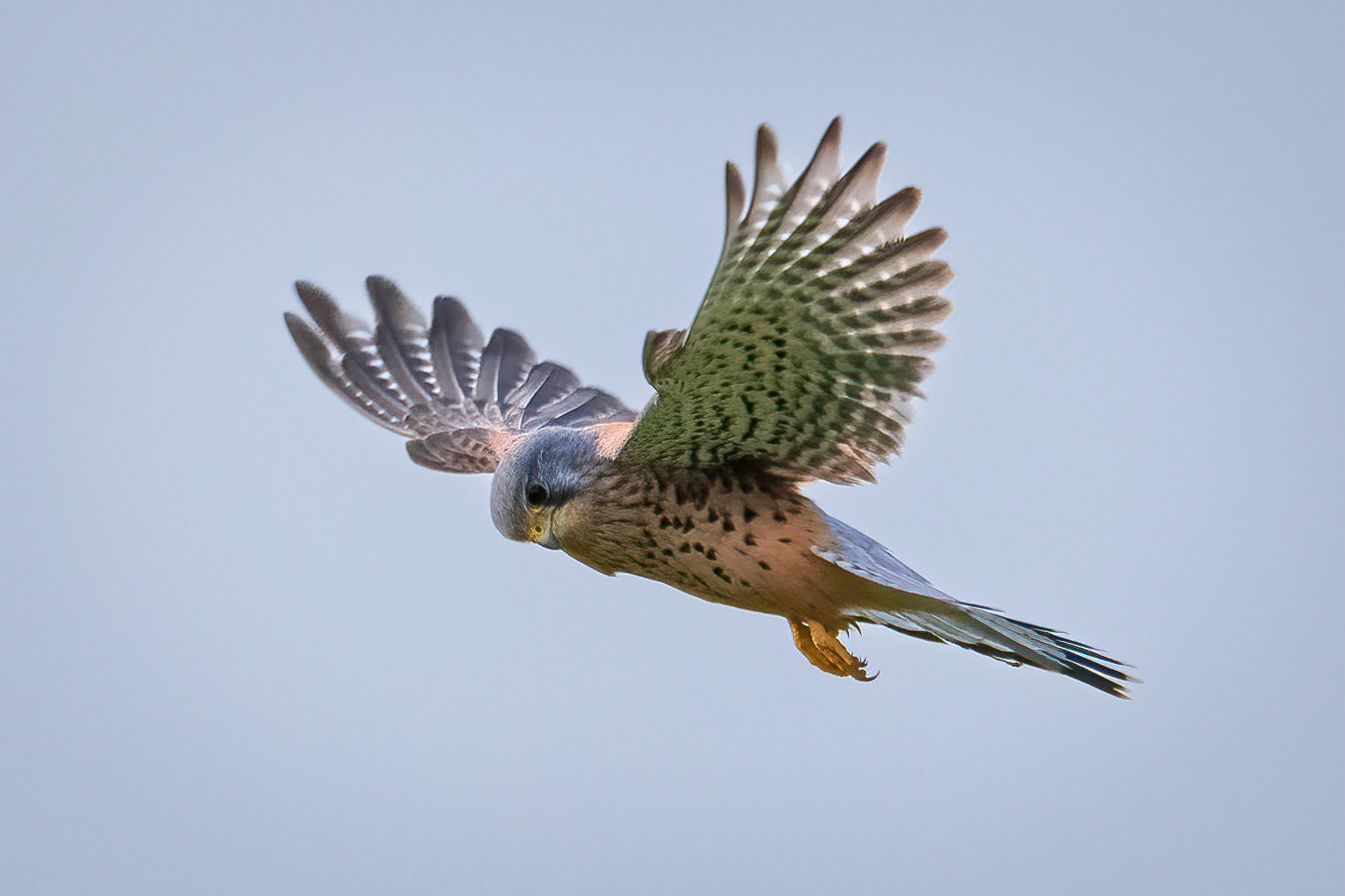 Kestrel