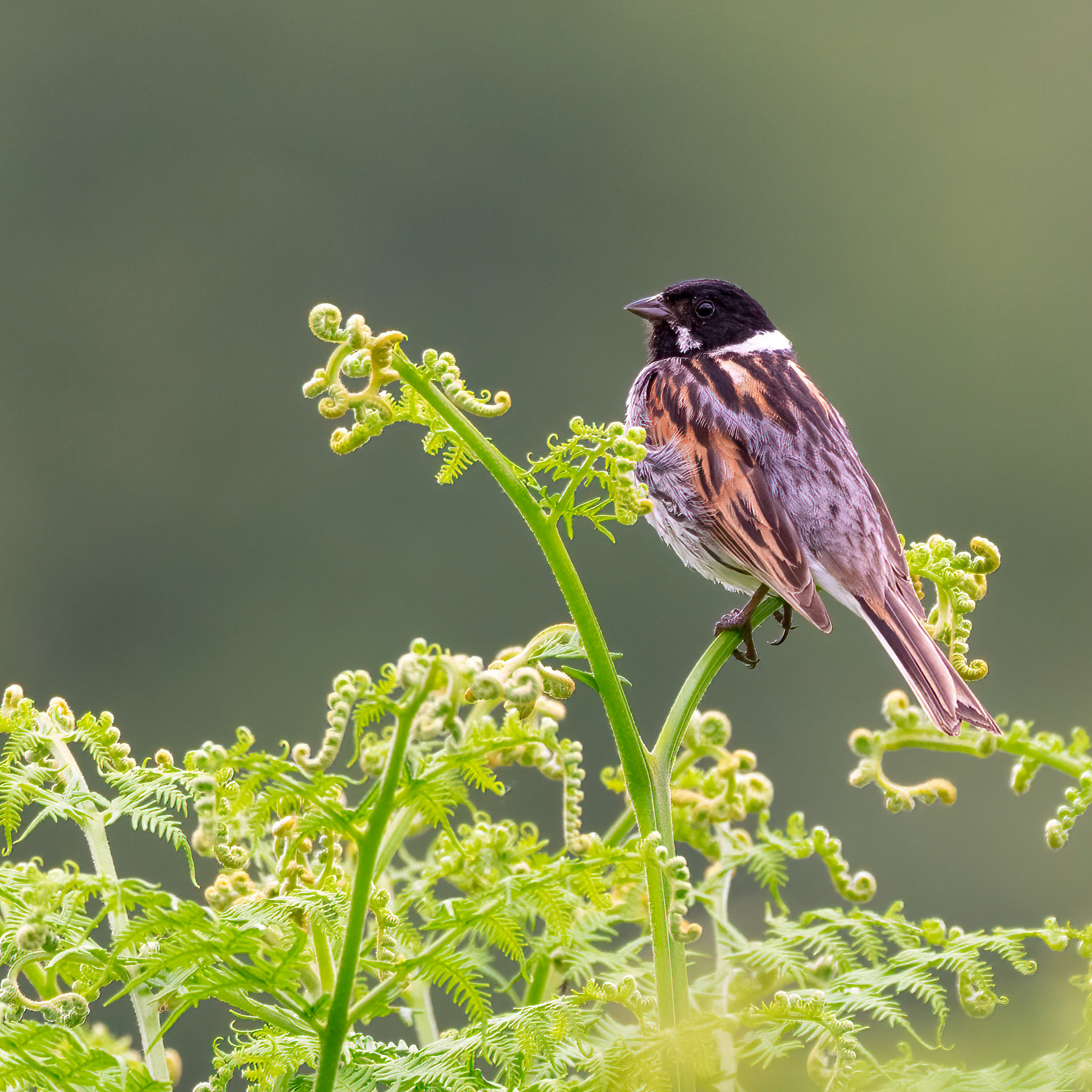 Common Reed Bunting