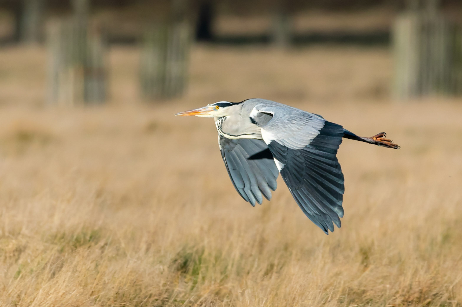 Grey Heron