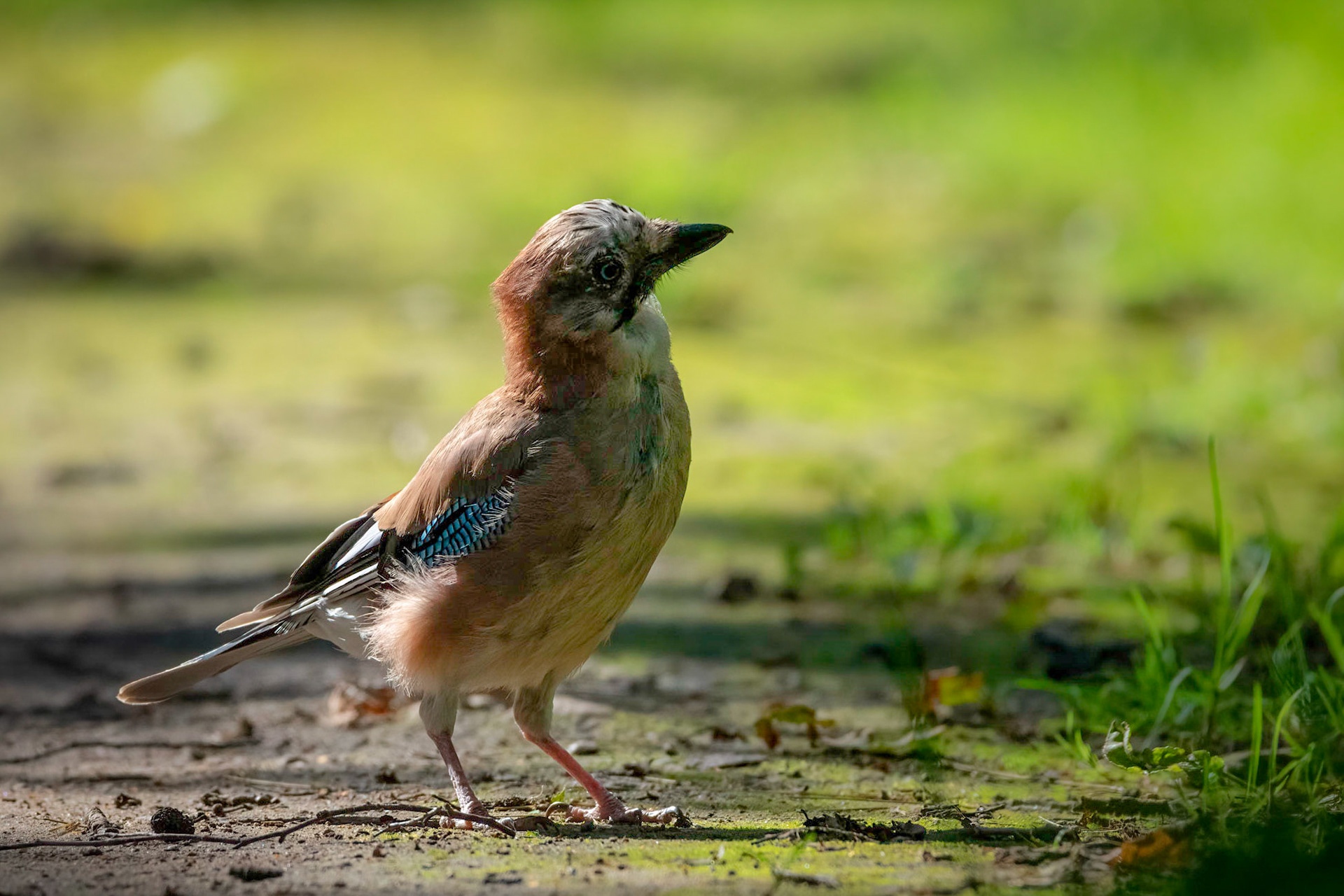 Eurasian Jay