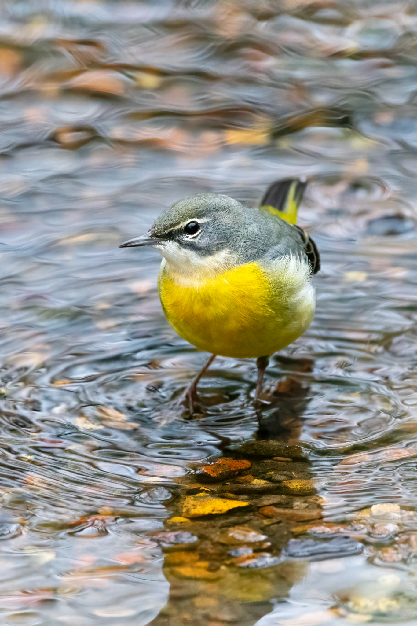 Grey Wagtail