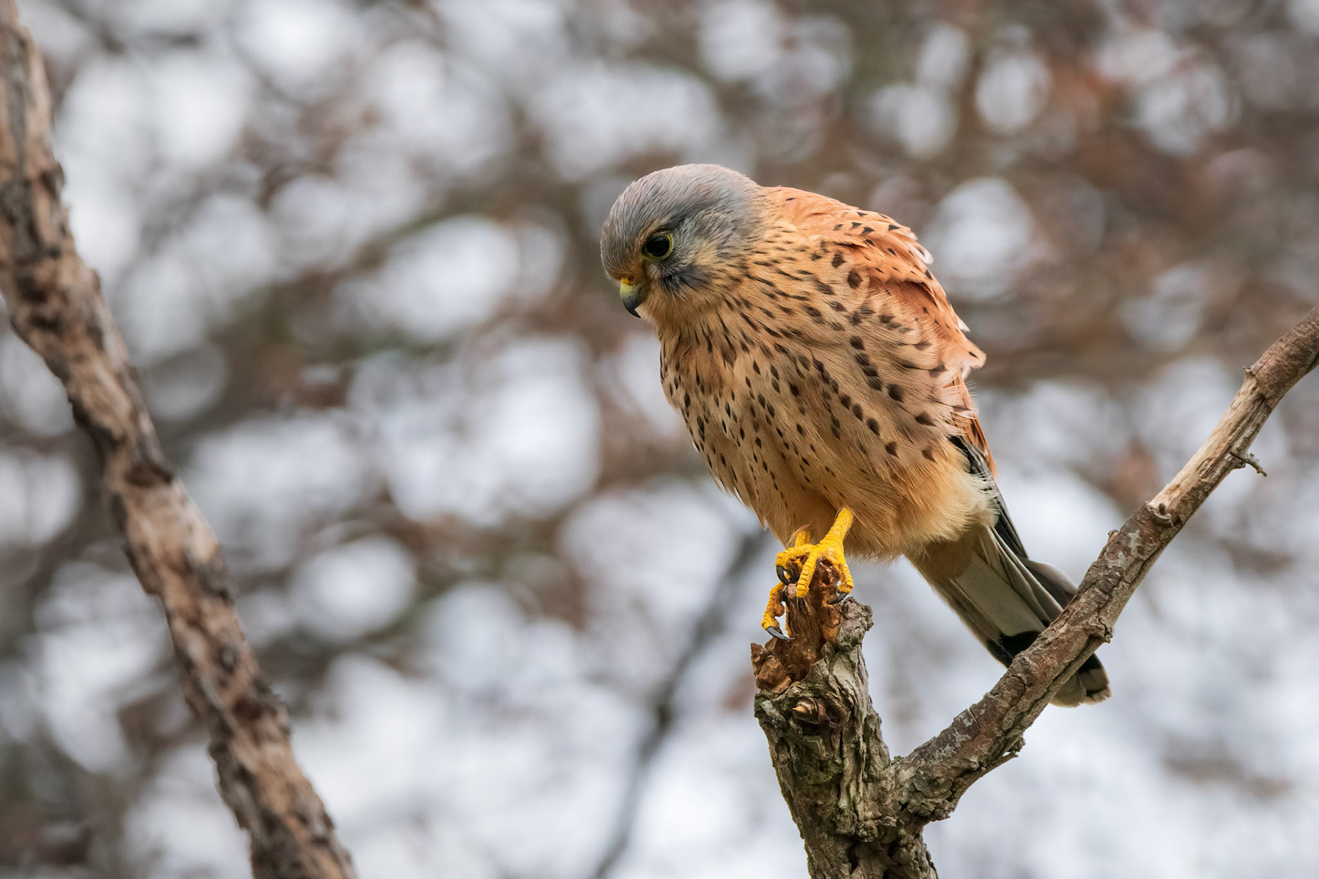 Kestrel