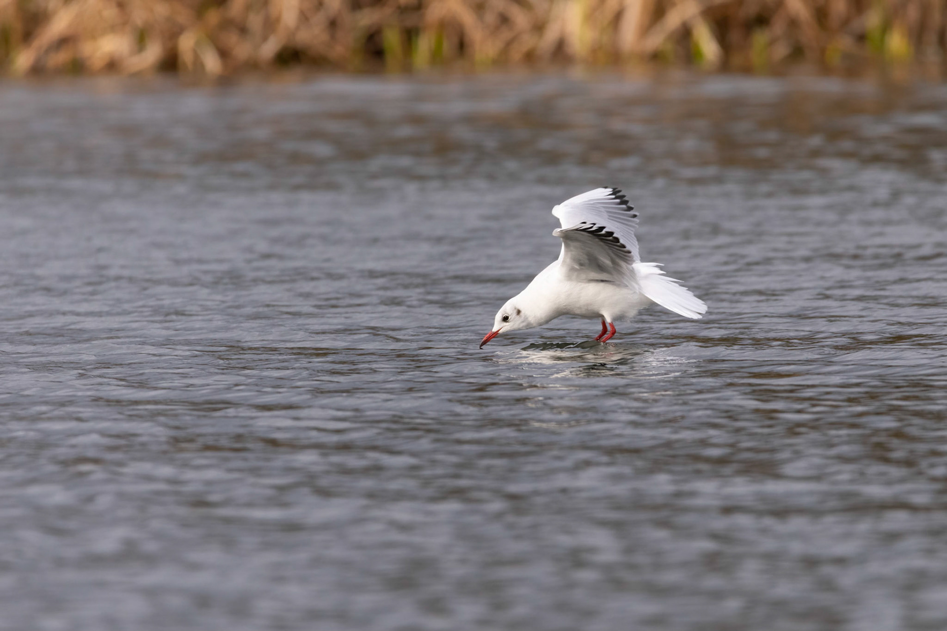 Black-headed gull (nonbreeding)