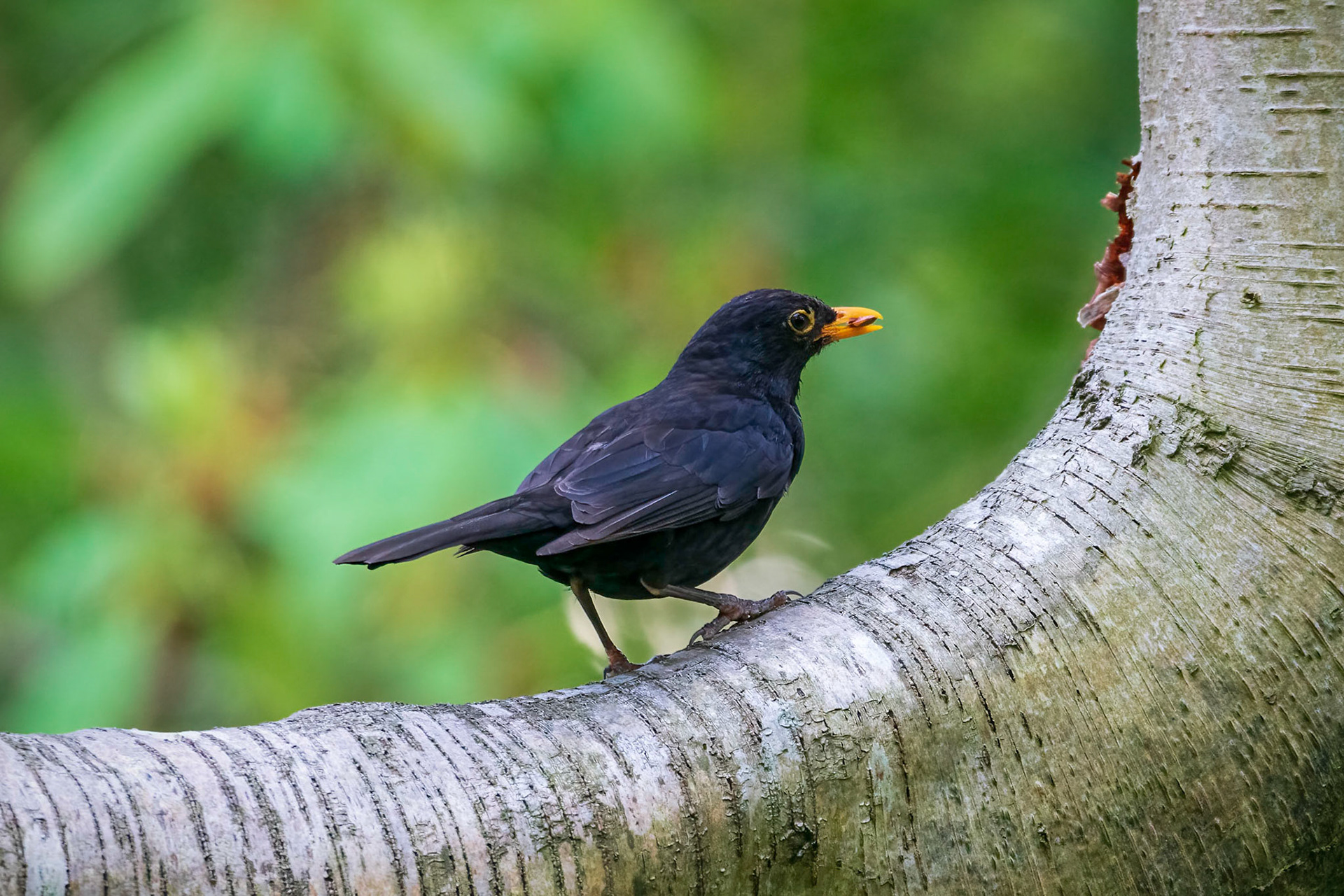 Blackbird