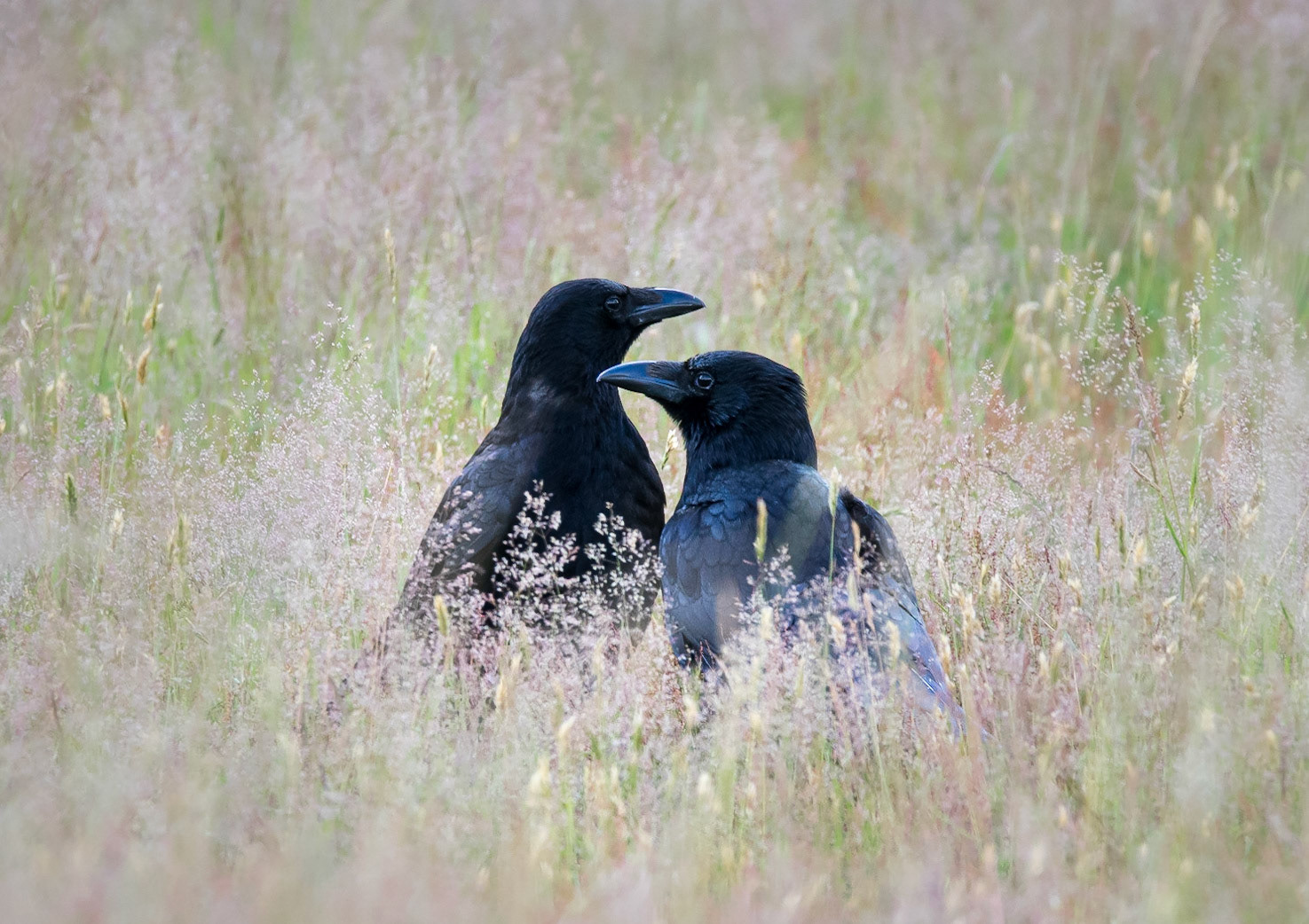 Crows
