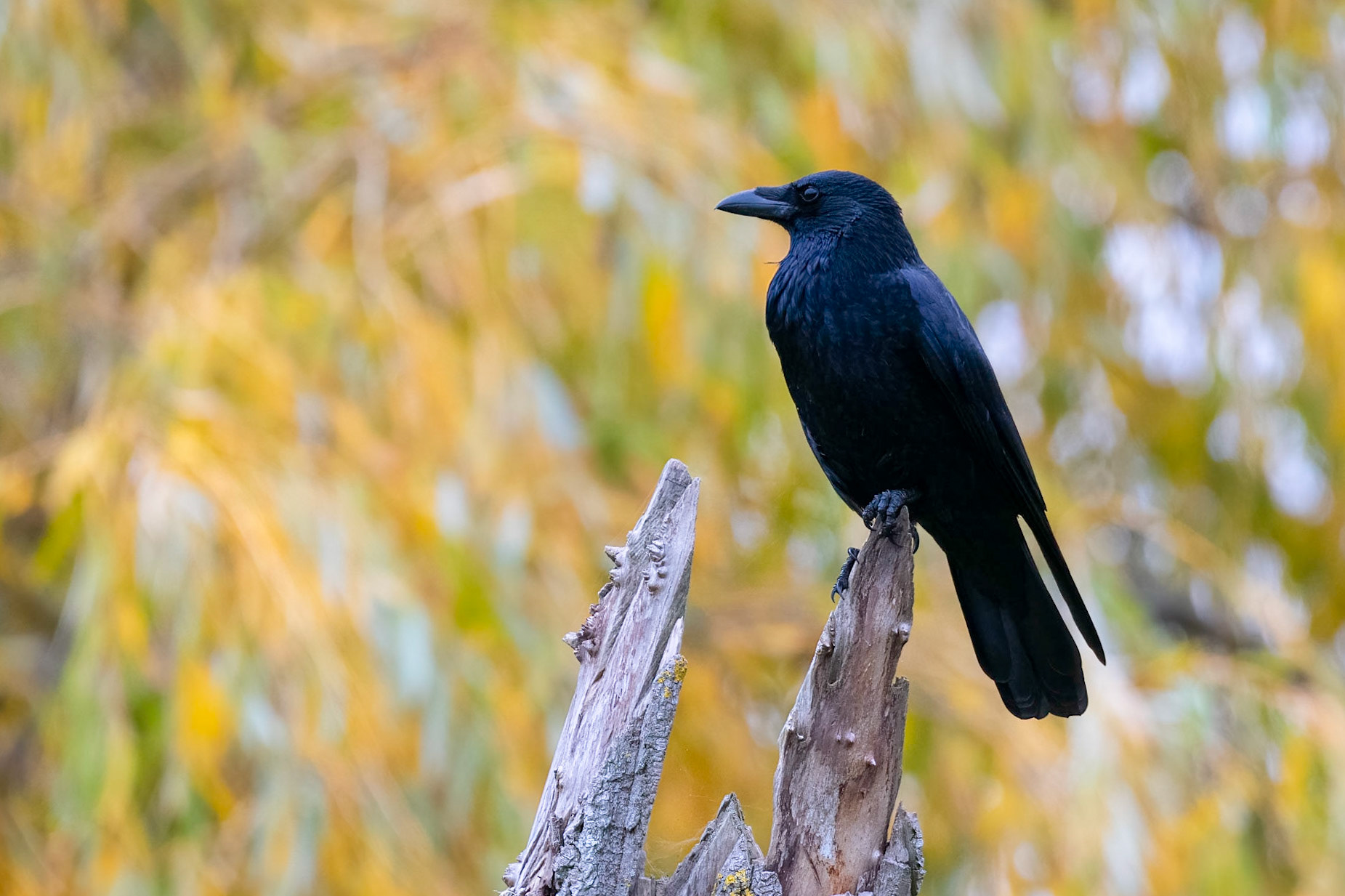Crow