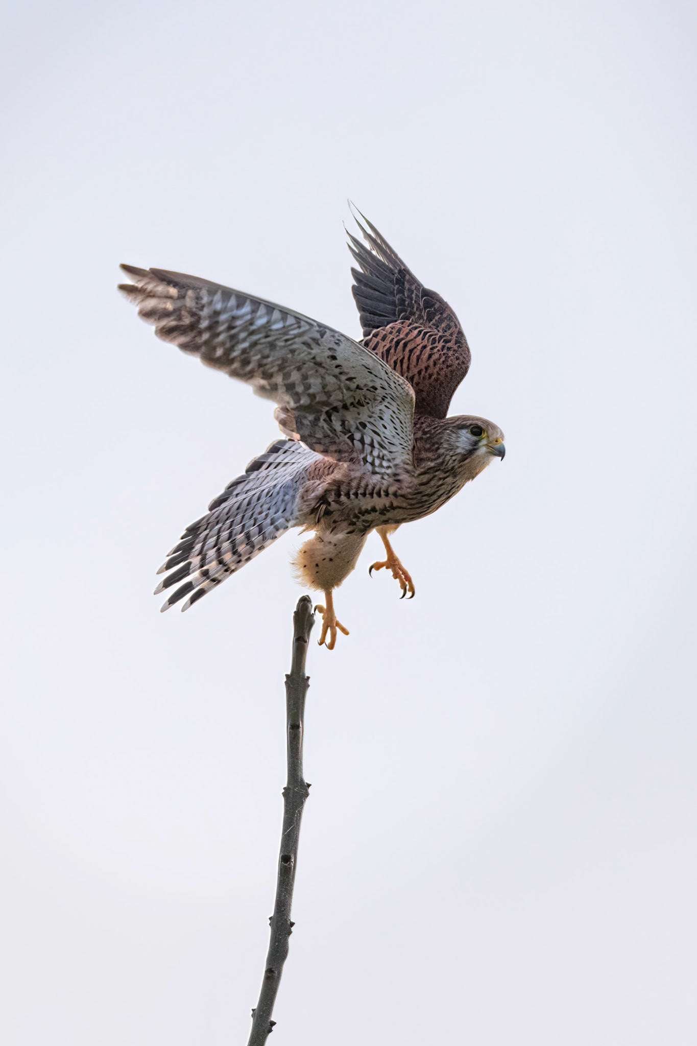 Kestrel