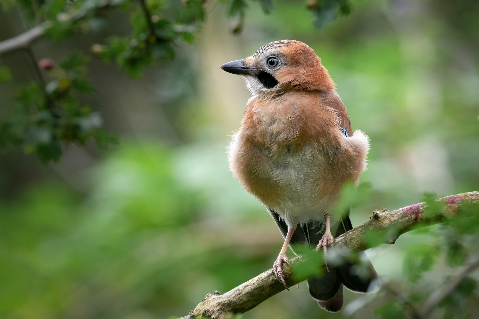 Eurasian Jay