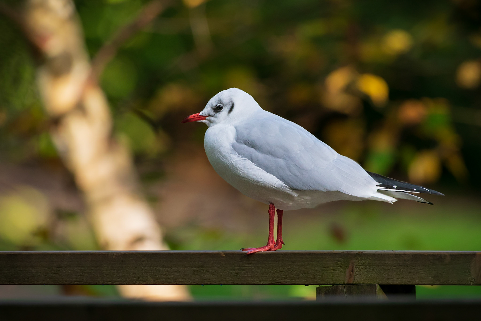 Black-headed gull (nonbreeding)