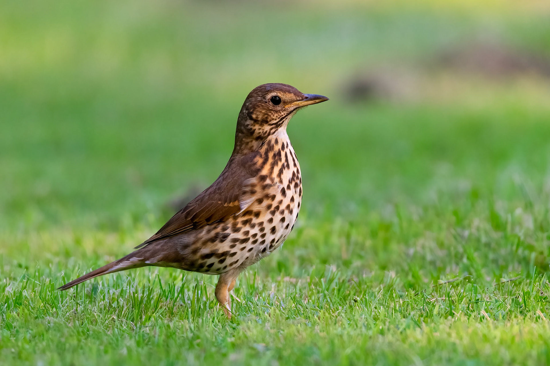 Song Thrush
