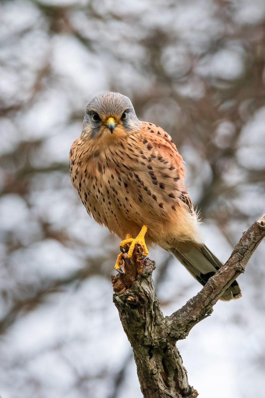 Kestrel
